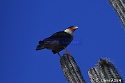 Caracara cheriway Caracara du Nord Warawara DSC_7187_tn